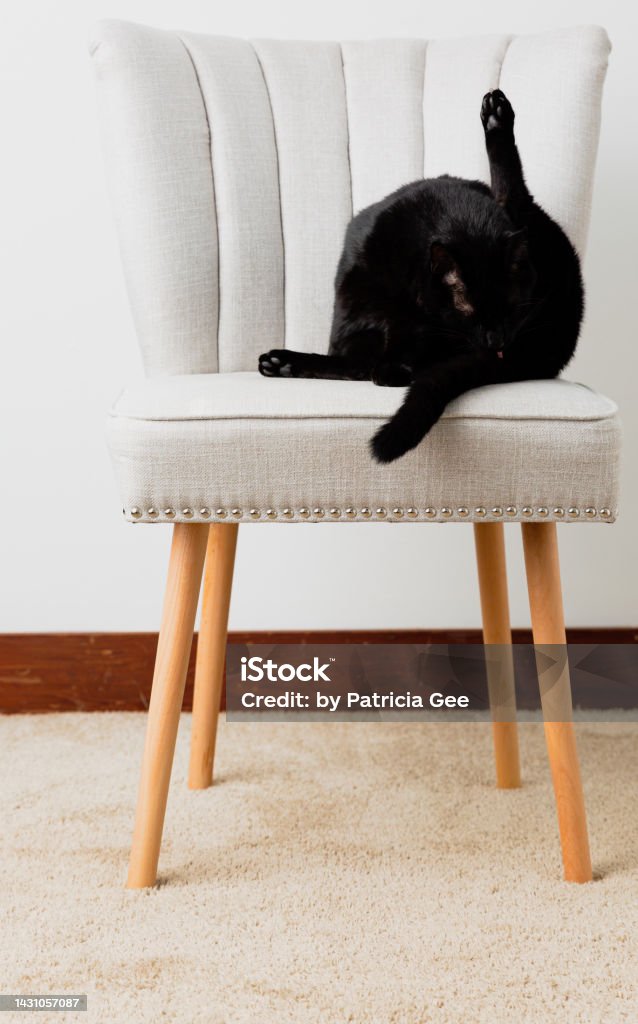 Kucing Hitam Cantik Mandi Di Kursi Putih Foto Stok - Unduh Gambar