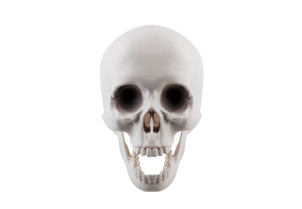 Fluffy skull symbol on black and soft balloon surface.