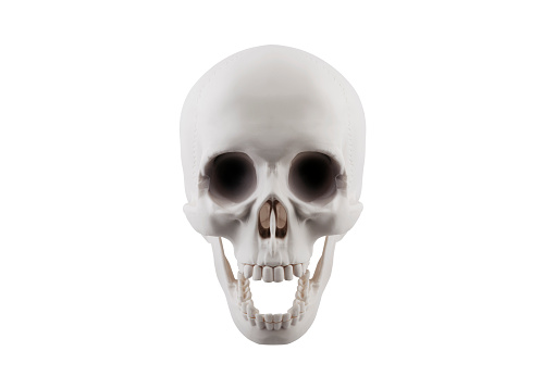 Human skull with open jaw isolated on white background with clipping path