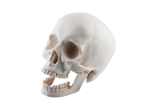Human skull with open jaw isolated on white background with clipping path