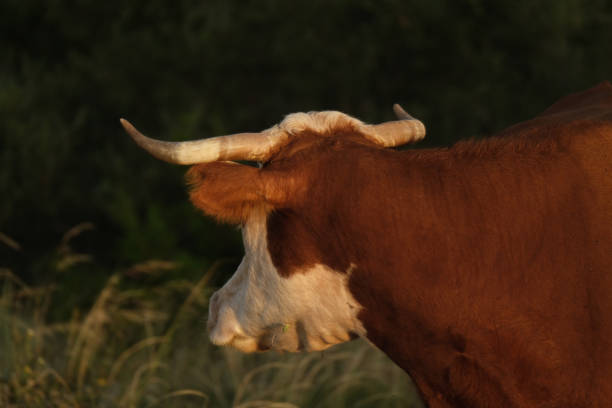 rogata krowa wołowa hereford na pastwisku w ciągu dnia - field hereford cattle domestic cattle usa zdjęcia i obrazy z banku zdjęć