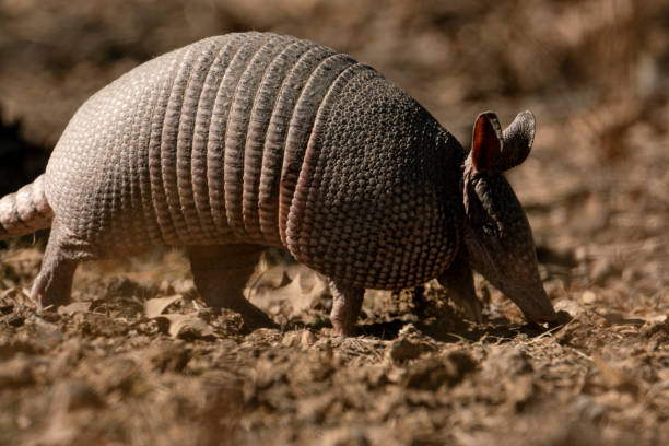 istock armadillo in nature habitat close up 1431062987