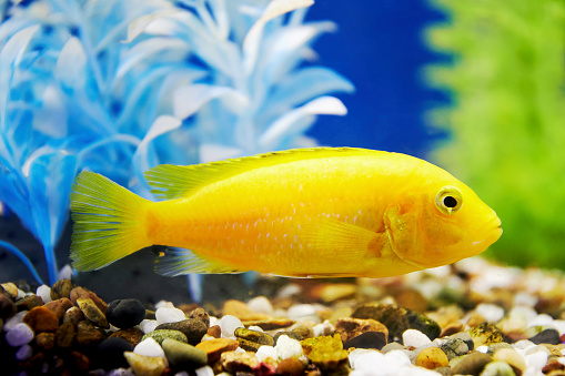Bright yellow fish in algae at the bottom of the aquarium. Domestic animals