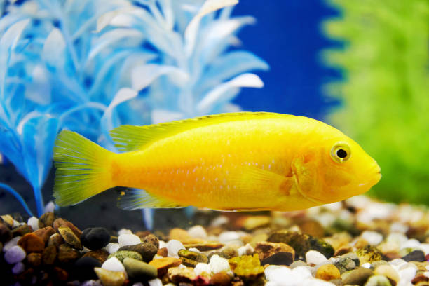 bright yellow fish in algae at the bottom of the aquarium - imperial angelfish imagens e fotografias de stock