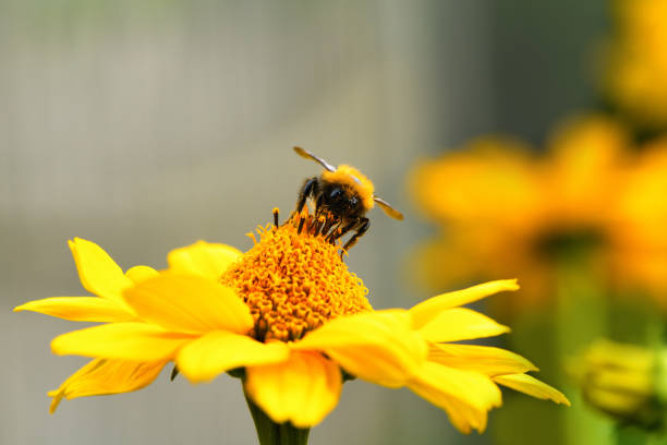 istock Bumblebee. One large bumblebee sits on a yellow flower on a Sunny bright day. Macro horizontal photography 1431063851