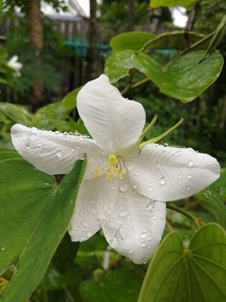 istock a beautiful white snowy orchid flower after rain 1431064698