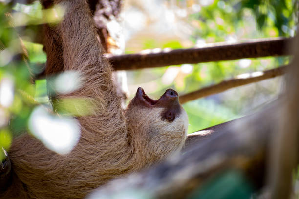 Two Toed Sloth yawning stock photo