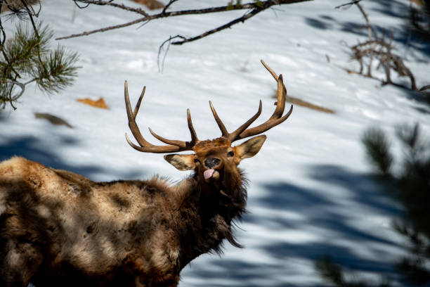 Bull Elk with Tongue out stock photo