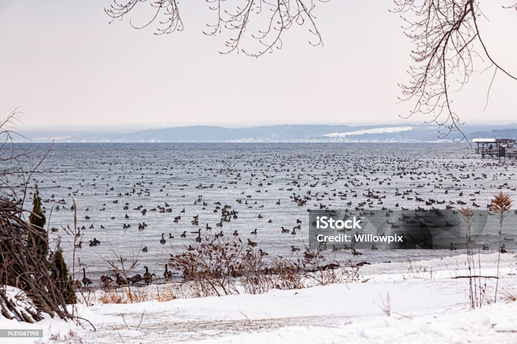 Winter Geese Floating on Finger Lakes Cayuga Lake Hundreds and hundreds of Canada Geese floating together in a massive flock on frosty cold mid-winter Cayuga Lake; on of the Finger Lakes in western New York State, USA. Animal Stock Photo