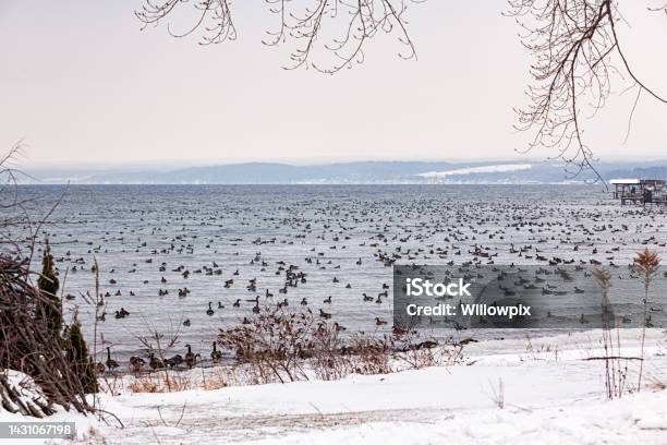 Winter Geese Floating On Finger Lakes Cayuga Lake Stock Photo - Download Image Now - Animal, Animal Wildlife, Animals In The Wild