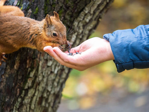 istock The boy feeds a squirrel with nuts from a hand in the wood 1431068386