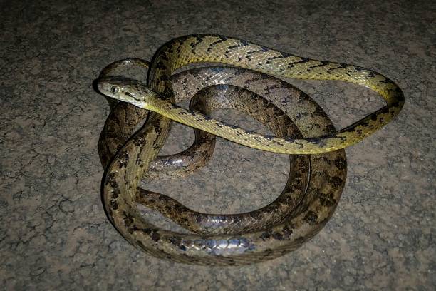 istock Full body image of Beddome's cat snake 1431068459