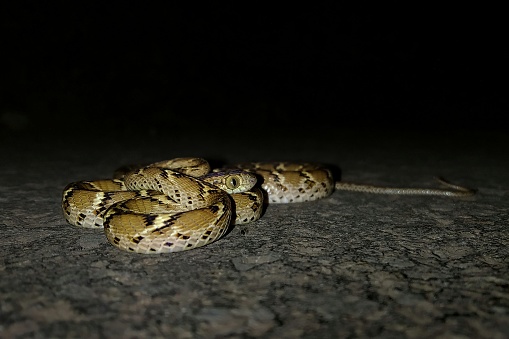 Common cat snake is a mildly venomous snake found in india