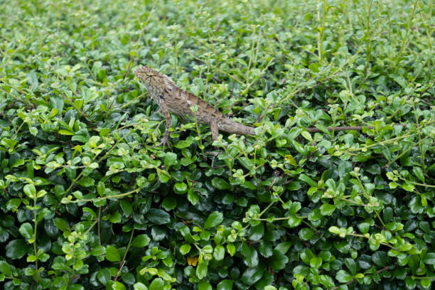 istock Close-up of a chameleon on a bush. 1431068927