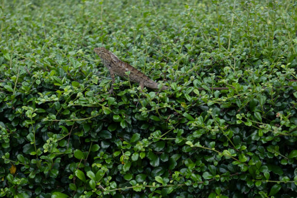 This chameleon is not camouflaged to blend in with the foliage.