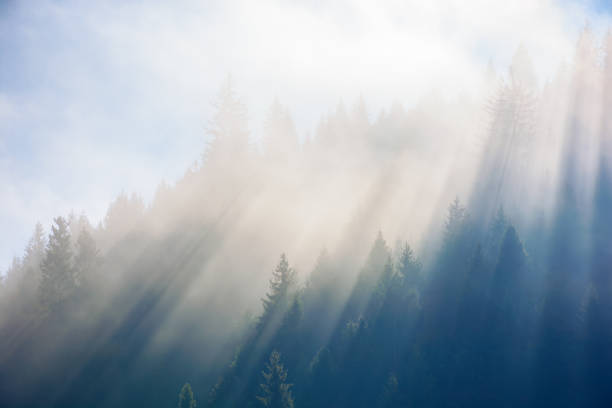 sunny morning in the misty forest on the hill. bright weather with blue sky. fantastic nature scenery