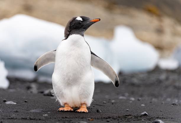 pingwin gentoo (pygoscelis papua) na wyspie half moon island na szetlandach południowych u wybrzeży antarktydy - shetland islands zdjęcia i obrazy z banku zdjęć