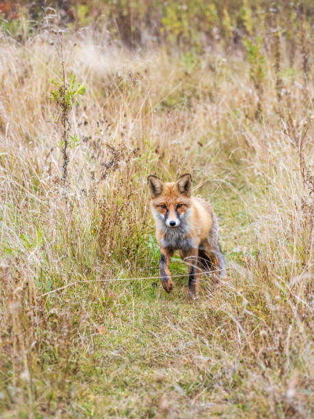 istock The red fox Vulpes vulpes walks along a path in the forest. 1431069538