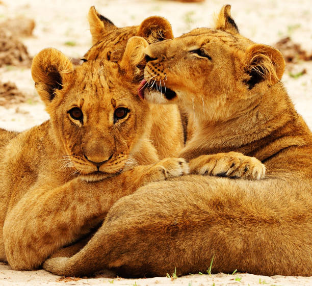 istock Beautiful Zimbabwe wildlife pictures 1431069595