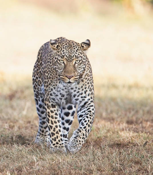 istock Beautiful Zimbabwe wildlife pictures 1431070405