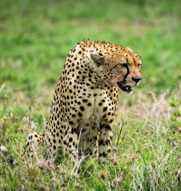 istock Beautiful Zimbabwe wildlife pictures 1431070762