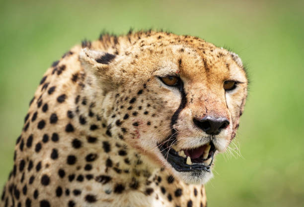 istock Beautiful Zimbabwe wildlife pictures 1431070783