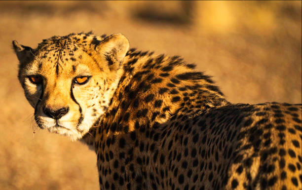 istock Beautiful Zimbabwe wildlife pictures 1431070850