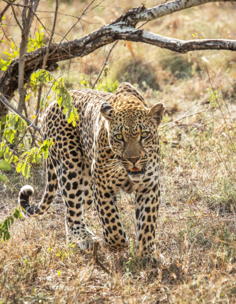 istock Beautiful Zimbabwe wildlife pictures 1431071027