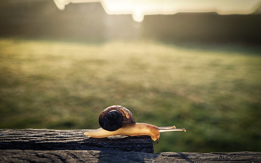 Morning sun snail.