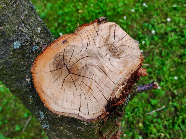 istock Stump of a tree. Cut log. Forest concept. Cutting forest background 1431073092