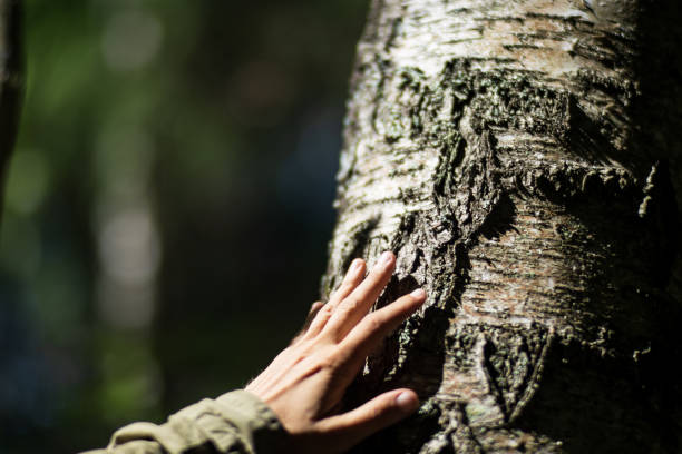 istock A man's hand touch the tree trunk close-up. Bark wood.Caring for the environment. The ecology the concept of saving the world and love nature by human 1431073832