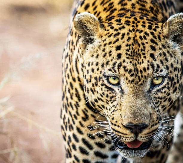 istock Creative Zimbabwe wildlife pictures 1431075360