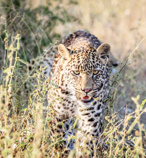 istock Creative Zimbabwe wildlife pictures 1431075437
