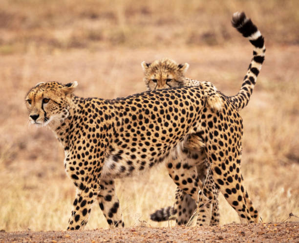 istock Creative Zimbabwe wildlife pictures 1431075521