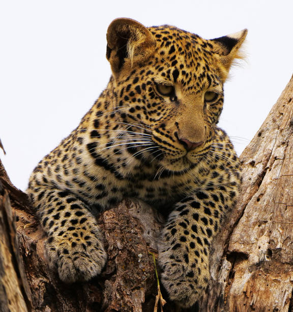 istock Creative Zimbabwe wildlife pictures 1431076030