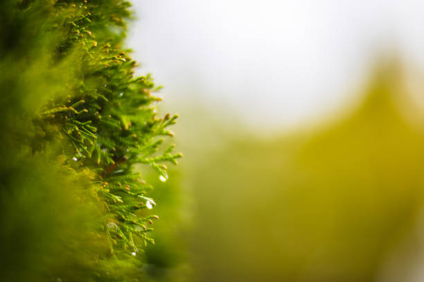 istock Tree branches with water drops. Autumn rainy weather 1431076323