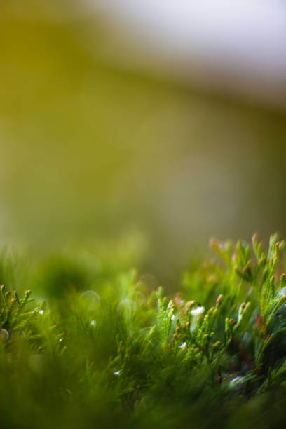 istock Tree branches with water drops. Autumn rainy weather 1431076346
