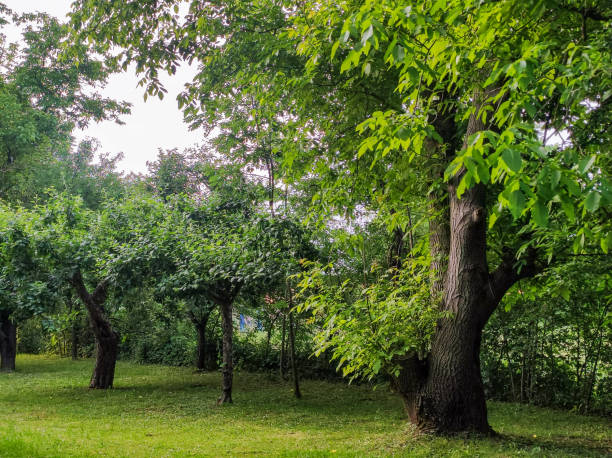 istock trees in the park. Natural park landscape. Summer 1431076496