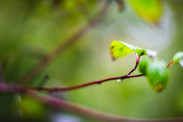 istock Tree branches with water drops. Autumn rainy weather 1431076573