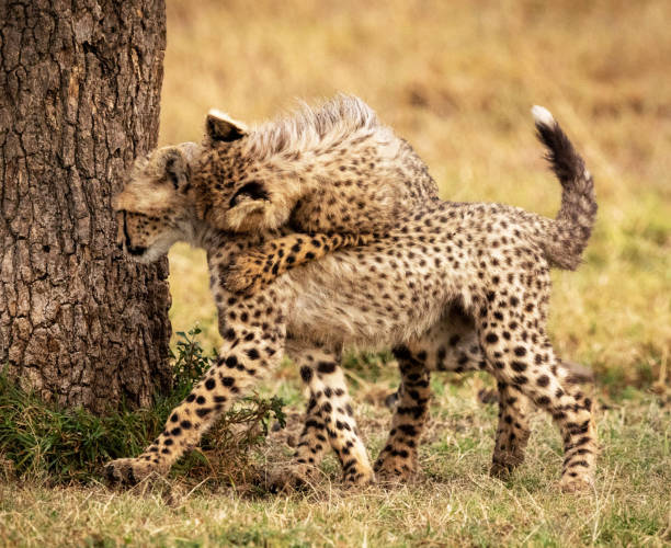 istock Magical Zimbabwe wildlife pictures 1431078778