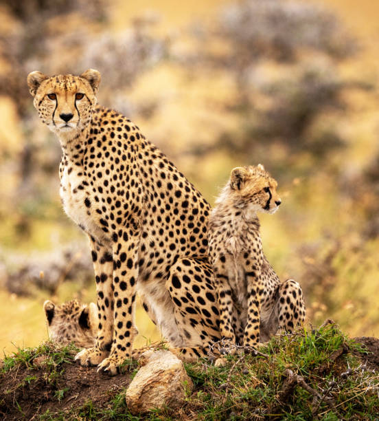 istock Magical Zimbabwe wildlife pictures 1431078859