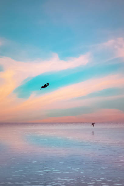 Pelicans flying over the sea in Tobago Caribbean nature sky stock photo