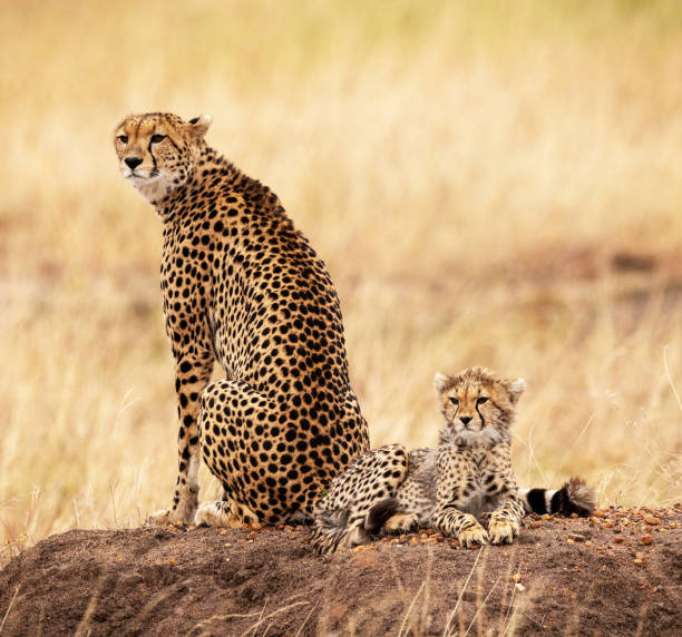 istock Magical Zimbabwe wildlife pictures 1431078868