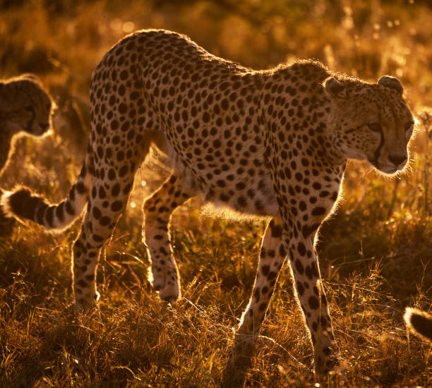 istock Magical Zimbabwe wildlife pictures 1431078896