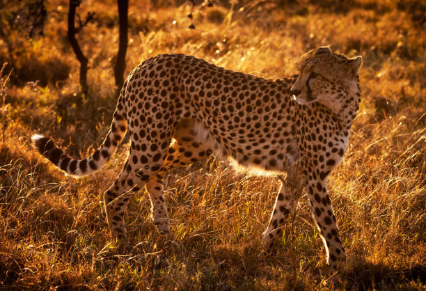 istock Magical Zimbabwe wildlife pictures 1431078956