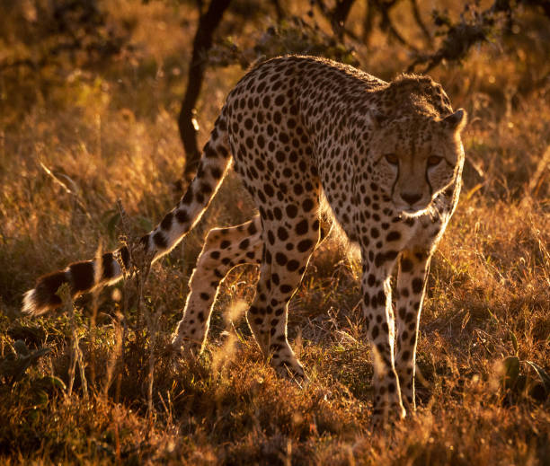 istock Magical Zimbabwe wildlife pictures 1431078963