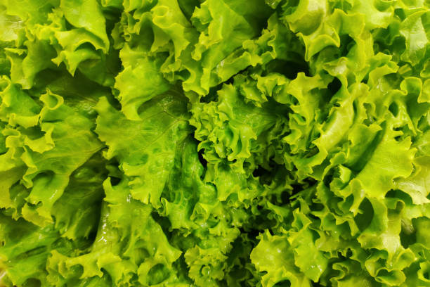 Full frame close-up on a stack of lettuces on a market stall.
