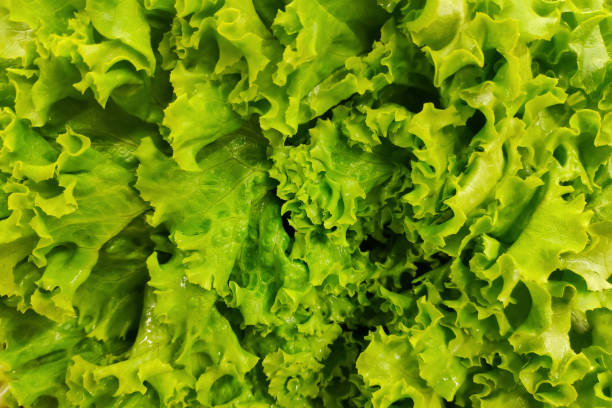 Stack of lettuces on a market stall stock photo