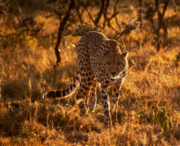 istock Magical Zimbabwe wildlife pictures 1431078995