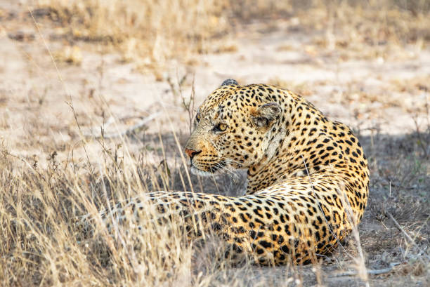 istock Magical Zimbabwe wildlife pictures 1431079109